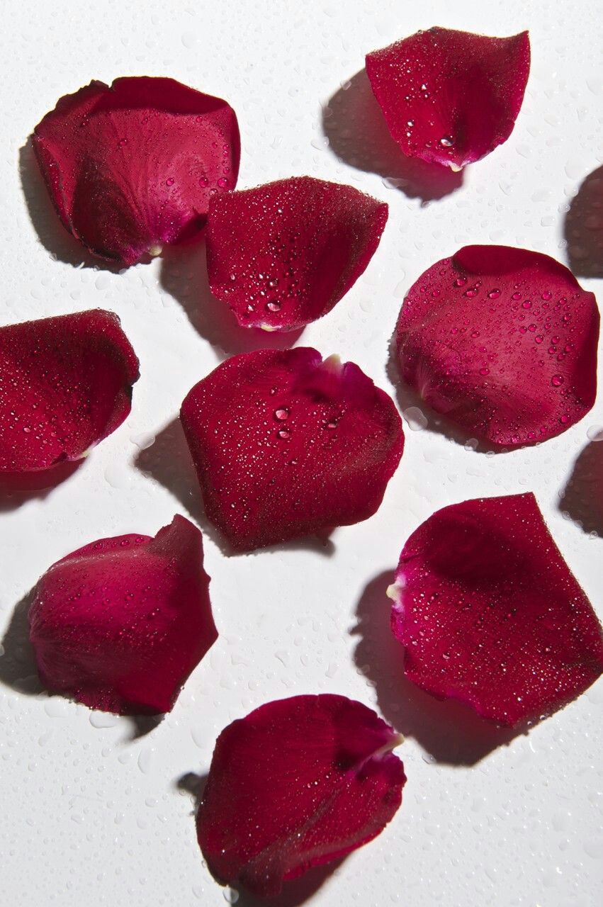 ROSE PETAL ACORDE (W)