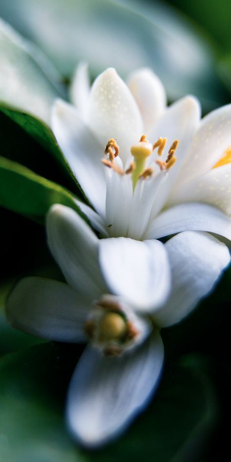NEROLI ACORDE (W)