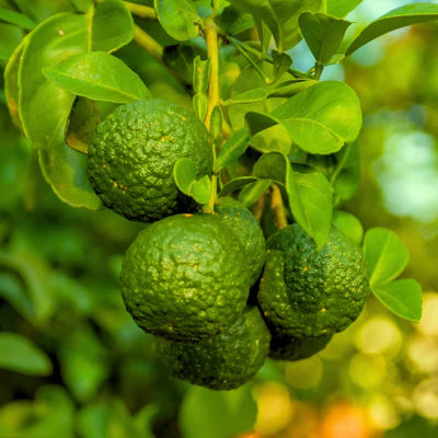 BERGAMOT OIL ITALIAN