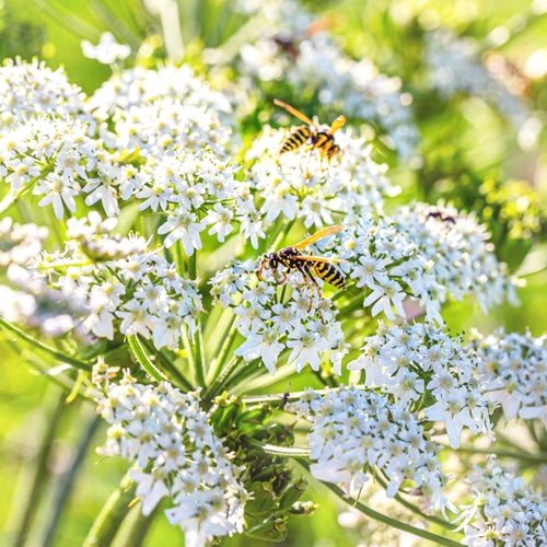 Caraway Oil Multi Origin