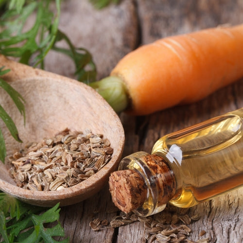 Carrot Seed India