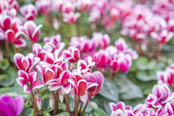 Cyclamen Aldehyde
