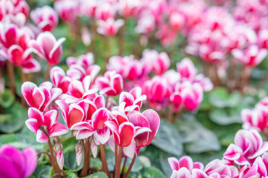 Cyclamen Aldehyde