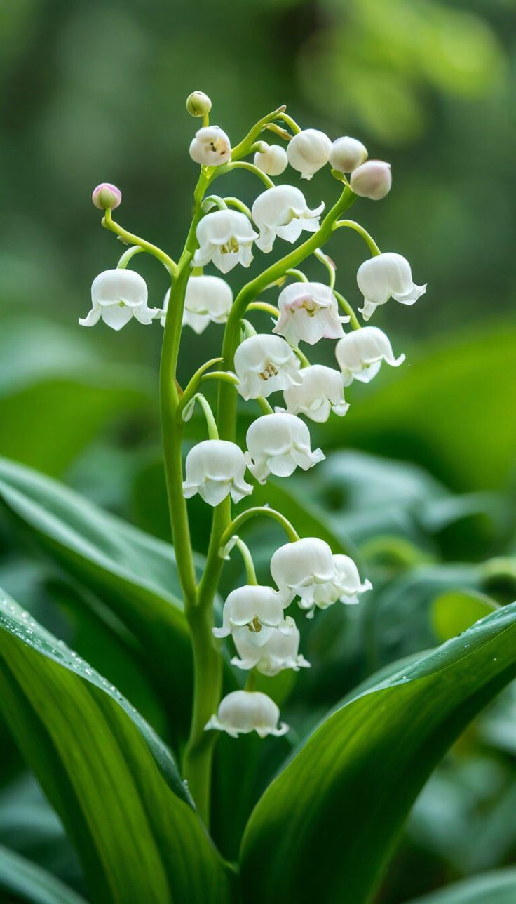 Muguet (lily) Key Accord