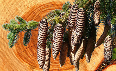 Fir Balsam (Coniferan)