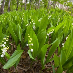 Florhydral - Givaudan