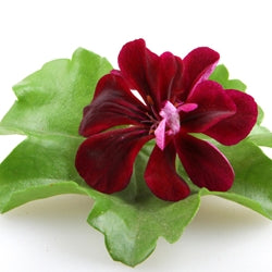 GERANIUM OIL, EGYPT P&N