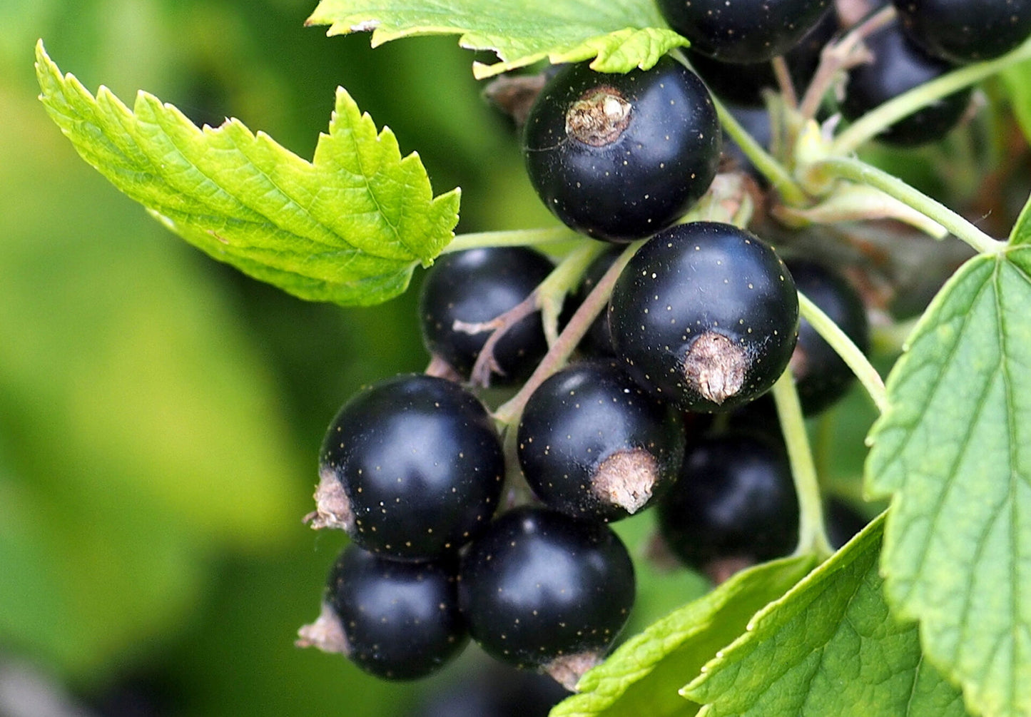 BLACKCURRANT ACORDE (W)