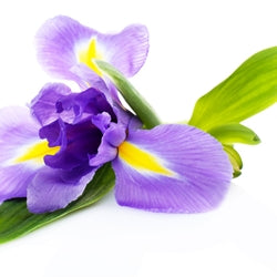 Iris (key accord)