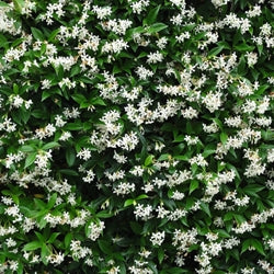 Jasmatone (Givaudan)