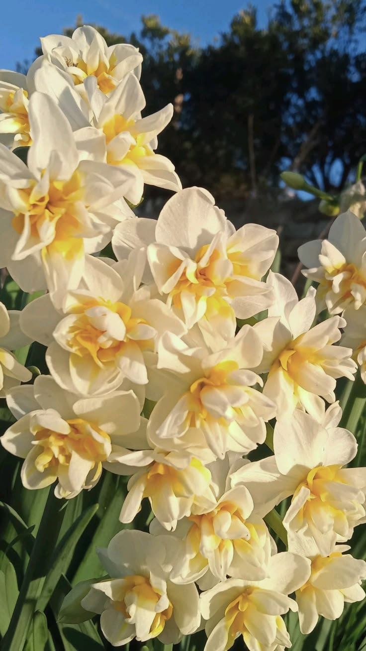 NARCISSUS ACORDE (W)