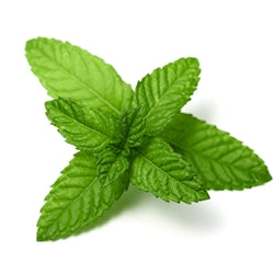 Peppermint india