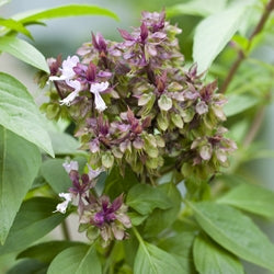 Sweet Basil EO