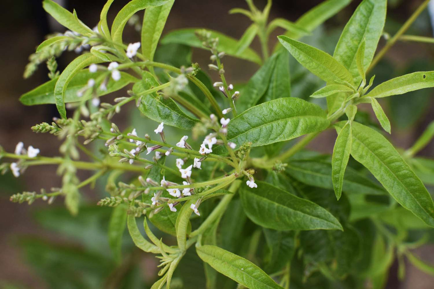 LEMON VERBENA FRAGRANCE OIL (PREMIUM)