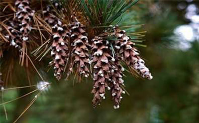 Beta Pinene (Natural)