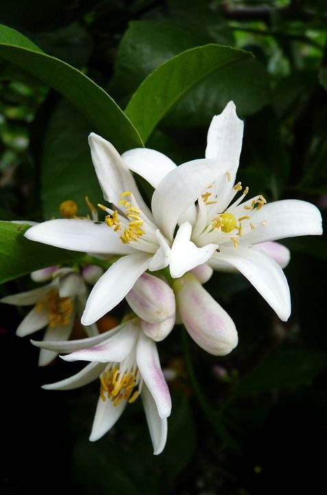 ORANGE FLOWER (NEROLI) KEY ACCORD