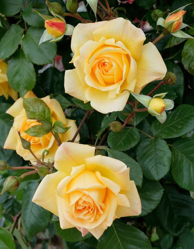 ROSE ALDEHYDE ACORDE (W)