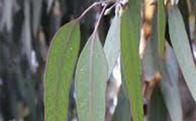 Eucalyptus Globulus Essential Oil