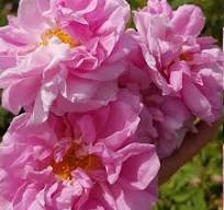 BOIS DE ROSE ACORDE (W)