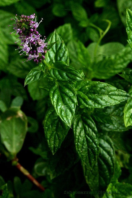 PATCHOULI LIGHT EO