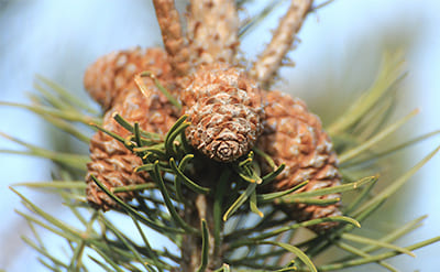 PINE ESSENTIAL OIL