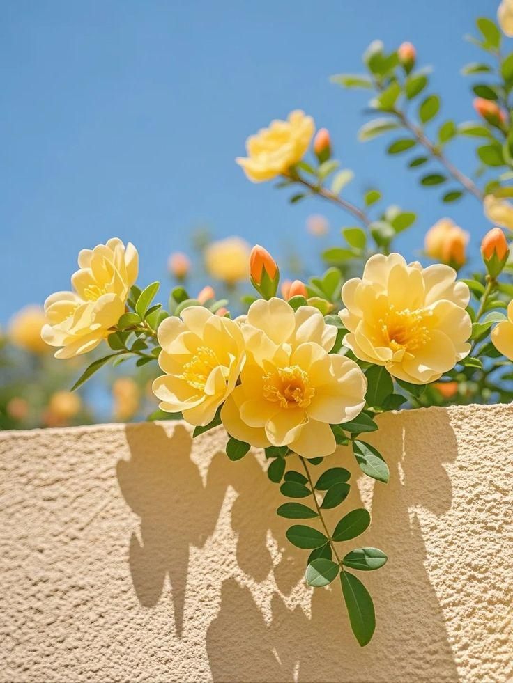 FREESIA ACORDE (W)