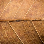 TOBACCO ACORDE (W)