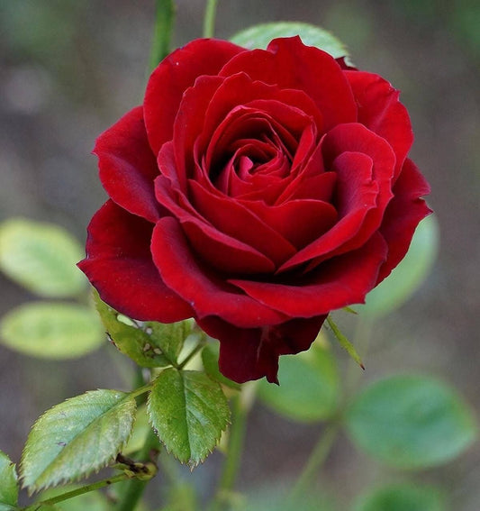 R-ROSE ACORDE (W)