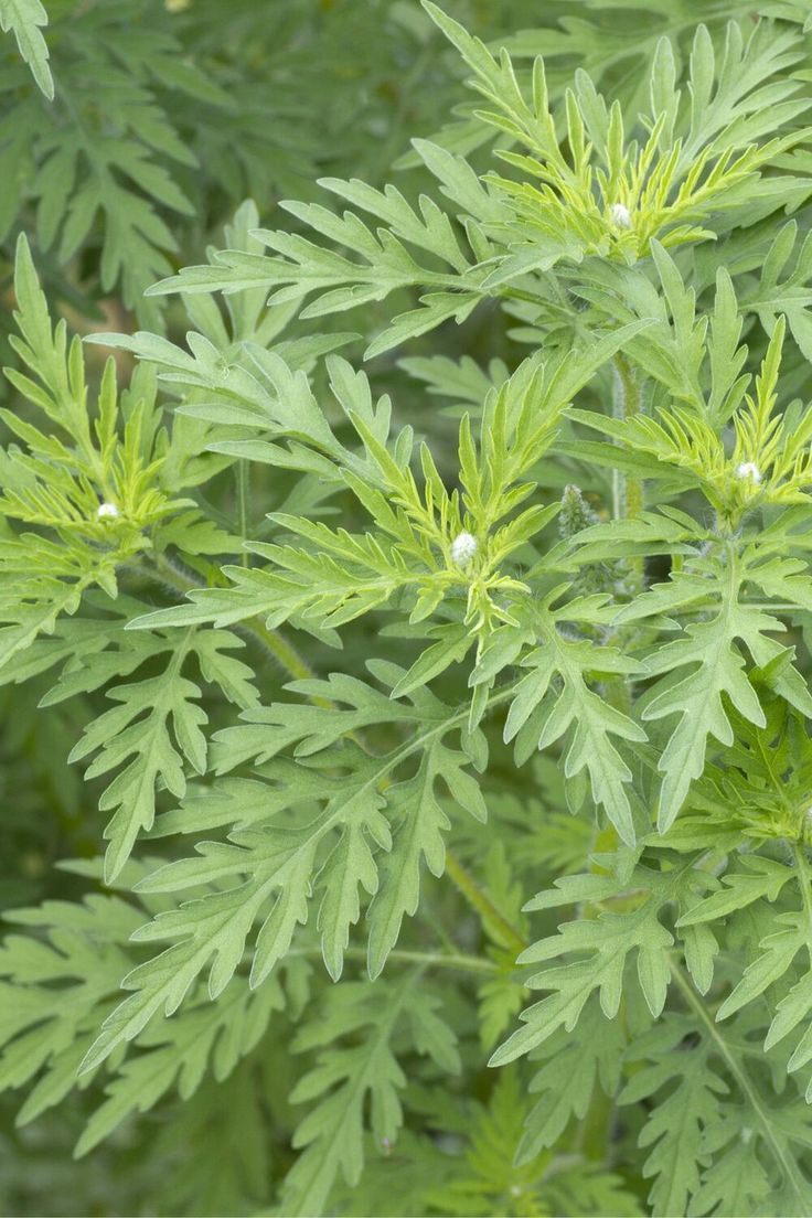DAVANA ESSENTIAL OIL 10% IN DPG