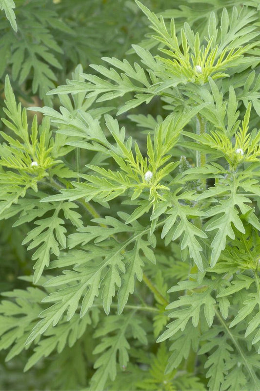 DAVANA ESSENTIAL OIL 10% IN DPG