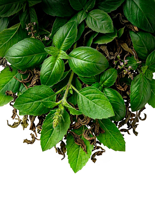 Basil holy (tulsi) india