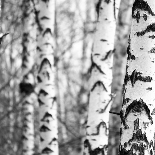 Birch Tar (Rectified) 10% BB