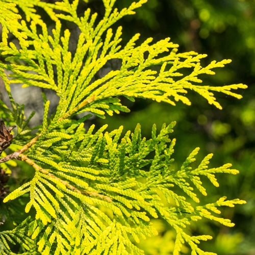 CEDAR LEAF (RED) WESTERN