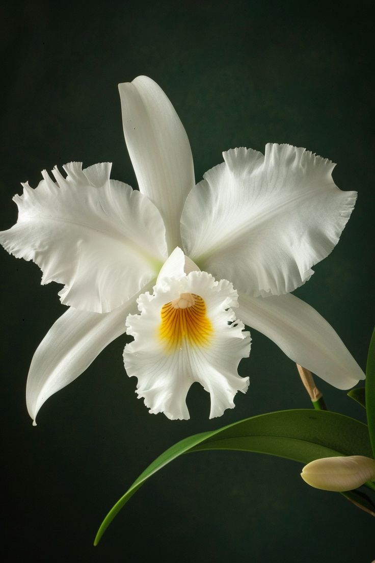 O-ORCHID ACORDE (W)