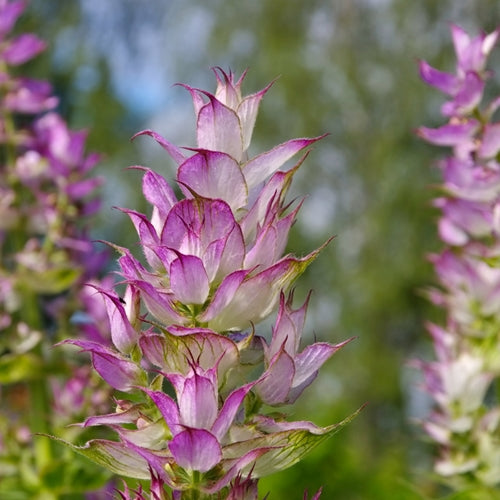 Clary sage (France)