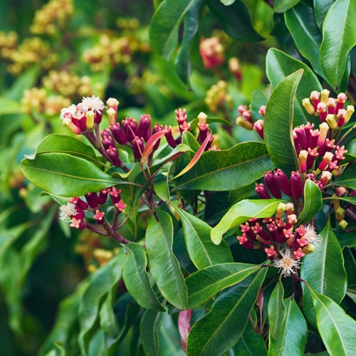 Clove Bud Indonesia