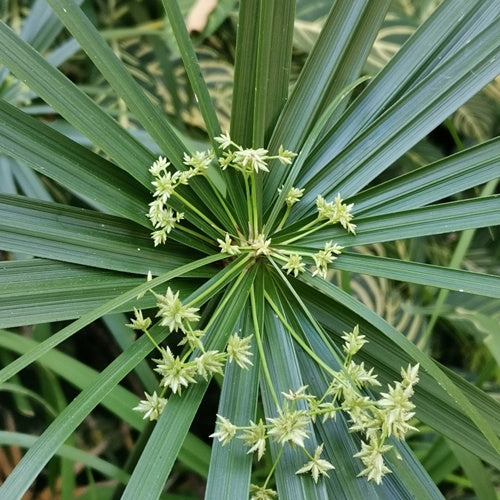 Cypriol (AE-EO)