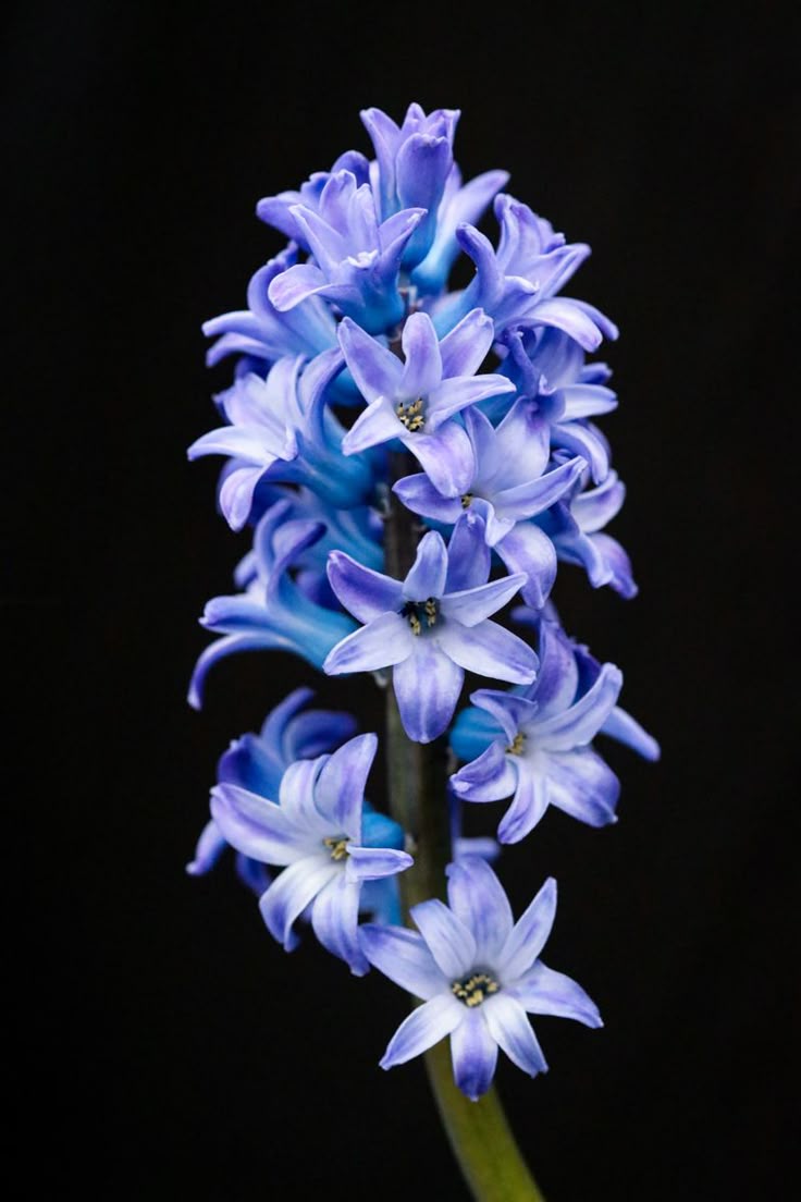 Hyacinth Fleuressence