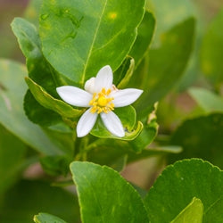 Ethyl Linalool