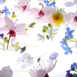 Floral Key