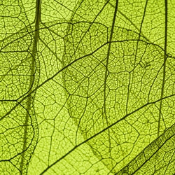GREEN LEAF KEY ACCORD