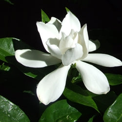 Gardenia Key Accord