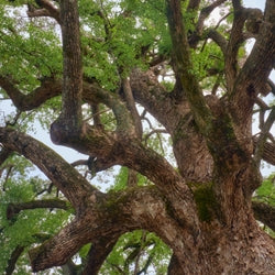 HO WOOD (ESSENTIAL OIL) P&N