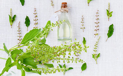 Basil holy (tulsi) india