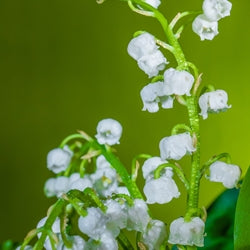 Hydroxycitronellal