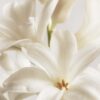 JASMIN SPECIALTY