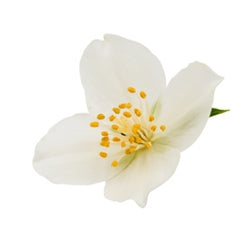 Jasmin Speciality - Firmenich