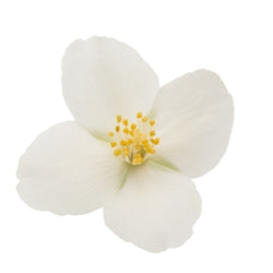 Jasmonyl (Givaudan)