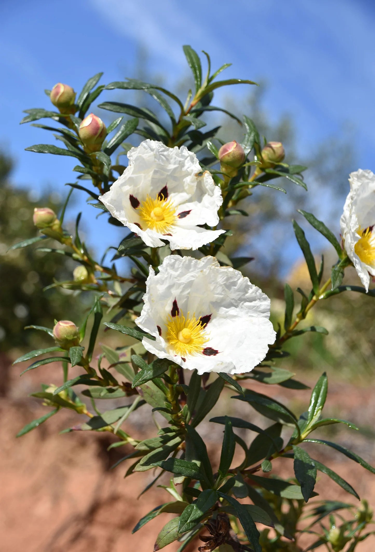 LABDANUM ABS (10% IN DPG)