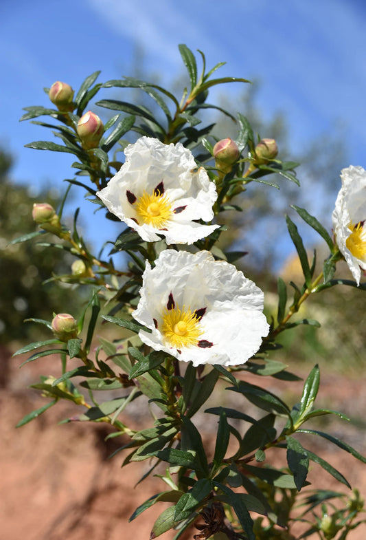 LABDANUM ABS (10% IN DPG)